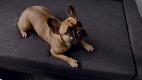 French-bulldog-face-close-up