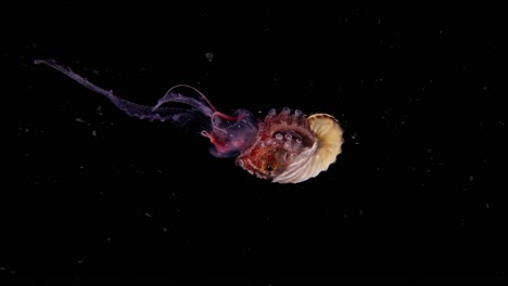 Female-Paper-Nautilus-holding-onto-a-small-pink-Jellyfish-in-open-water,-Blackwater