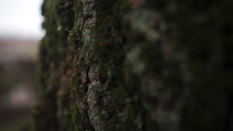 A-macro-shot-of-tree-bark-in-front-of-an-institute