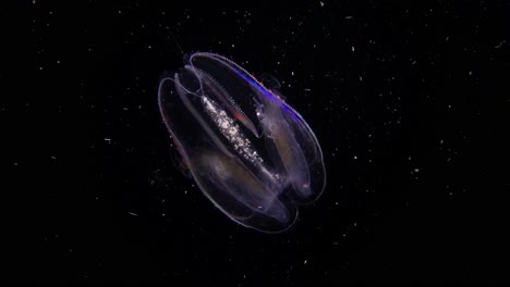 Comb-Jelly-colors-flashing-off-of-cilia,-tentacles-and-wings-retracting