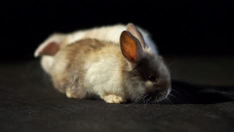 Two-Adorable-Baby-Rabbits-One-White-And-One-Brown-With-Fluffy-Fur-And-Wriggling-Noses-Exploring-A-Black-Studio-Background