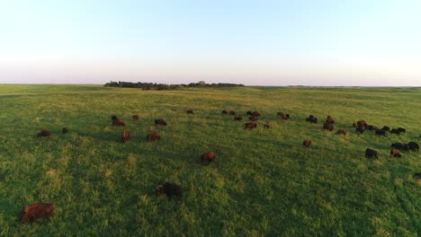 4k-Aerial-Drone-shot-flying-over-a-large-herd-of-buffalo-in-the-South-Dakota-Plains-with-a-rise-to-the-horizon-over-green-pastures