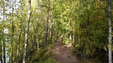 Camino-En-El-Bosque-Profundo-En-Finlandia