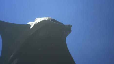 A-giant-black-manta-ray-with-one-remora-as-a-companion