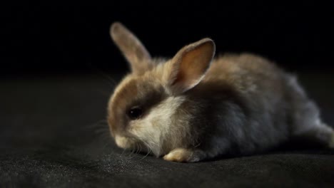 Closeup-Portrait-Of-A-Fluffy-Bunny-Rabbit