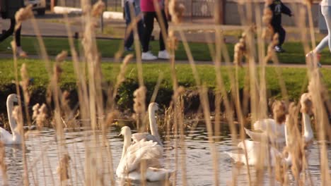 Im-Hintergrund-Schwimmende-Schwäne-Mit-Verschwommenen-Pflanzen-Im-Vordergrund