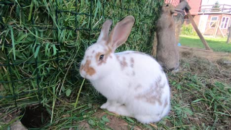 Domestic-rabbits-eat-grass-from-the-trough