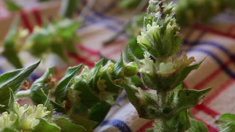 Hierbas-De-Té-Secándose-En-El-Campo.