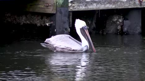 Brauner-Pelikan-Taucht-Im-Florida-Kanal-Nach-Fischen