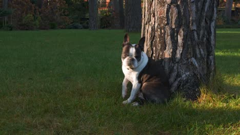 Boston-Terrier-Hund-Sitzt-Und-Entspannt-Unter-Baum