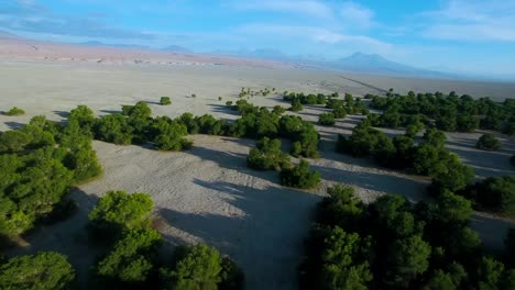 Fly-over-pines-and-dry-desert-in-the-north-of-Chile,-San-Pedro-de-Atacama-region