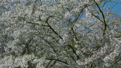 Zeitlupen-Frühlingshintergrund-Mit-Blühendem-Kirschbaum