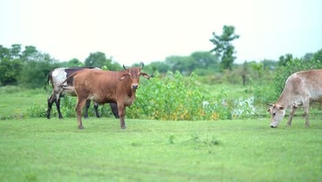 Drei-Kühe-Grasen-Friedlich-Auf-Einer-üppigen-Grünen-Wiese,-Grasende-Und-Gehende-Kühe-Auf-üppigen-Feldern-Indiens