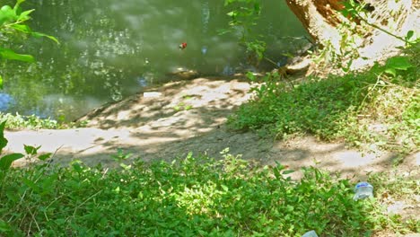 Basura-Dejada-En-Un-Sendero-Que-Personas-Irresponsables