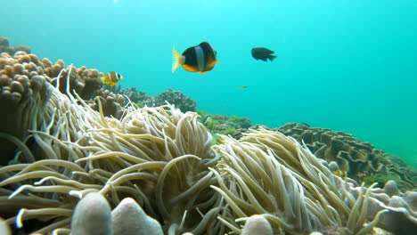 Feste-Kameraeinstellung-Einer-Fließenden-Anemone-Mit-Einem-Clark-Anemonenfisch,-Der-Sich-Für-Die-Kamera-Interessiert