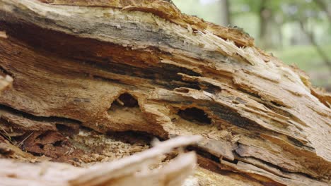 Insects-moving-around-inside-a-fallen-limb