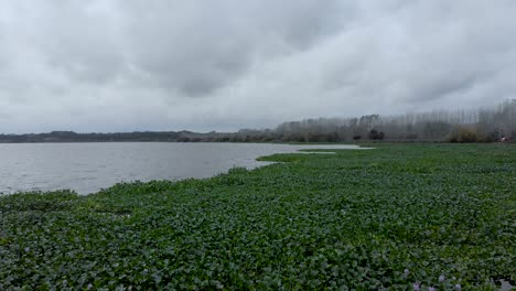 Vista-Aérea-De-La-Orilla-De-Un-Lago-Llena-De-Jacintos-De-Agua