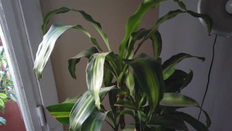 Dracaena-fragrans-indoors-plant,-vintage-french-apartment,-daylight-glass-window