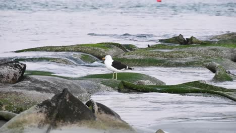 Eine-Einsame-Möwe-Steht-Auf-Sandsäcken-Am-Rande-Eines-Strandes