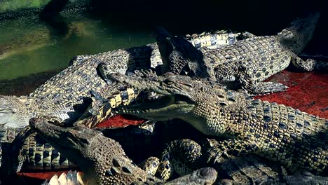 Brutstätten-Für-Krokodile-Asam-Beetle-Medan,-Asien-Indonesien