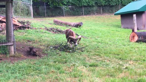 Male-Mouflon-Sheep-eats-leaves,-High-Park-Zoo