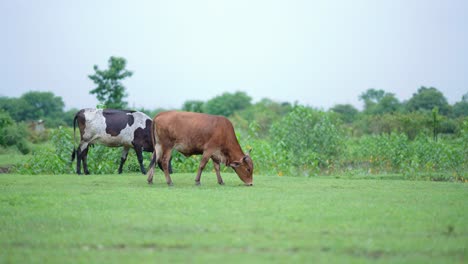 Dos-Vacas-Pastan-Pacíficamente-En-Un-Exuberante-Campo-Verde,-Vacas-Pastando-En-Exuberantes-Campos-De-La-India