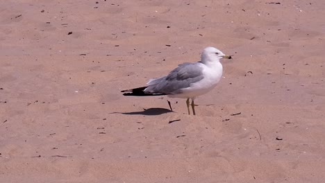 Möwen-Laufen-Und-Kreischen-Am-Sandstrand