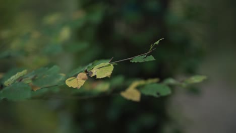 Close-view-coming-from-behind-a-tree-with-bokeh-of-a-sunlight-backlit-leaves-path-in-a-forest