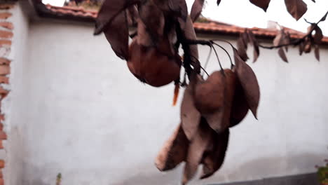 Una-Mano-Arranca-Una-Pera-Podrida-De-Un-árbol-Marchito