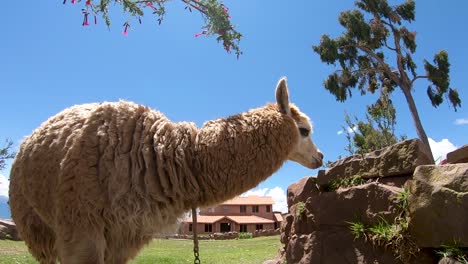 Close-up-shot-of-peruvian-alpaca-grazing-at-the-peninsula-of-Llachon,-located-right-next-to-the-Titicaca-lake-in-Puno