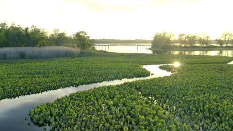 Palmyra-Cove-on-Delaware-River-Sun-Reflecting-Thick-Lily-Pads-Aerial-Reveal-Shot