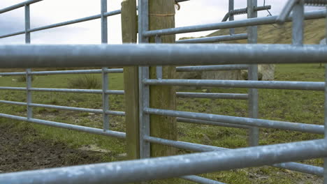 Farm-gate-shuts-on-a-field-with-lamb-and-sheeps-in,-at-yorkshire-farm