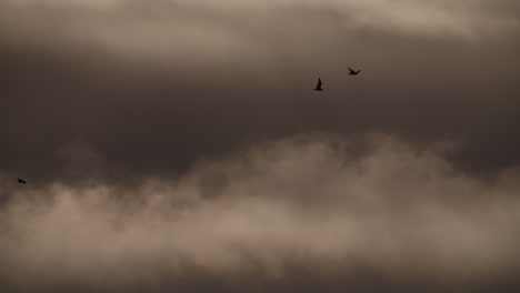 Gaviotas-Volando-Hacia-La-Tormenta