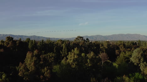 Flying-over-park-tree-tops-following-a-flock-of-birds-towards-the-mountain