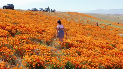 Low-panning-aerial-shot-of-a-girl-walking-through-orange-poppy-fields-with-people-in-background