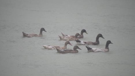 Algunos-Patos-Nadan-Dentro-De-Un-Estanque-Mientras-Llueve.