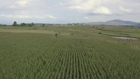 Cultivos-De-Maíz,-Del-Valle-De-Querétaro-México.