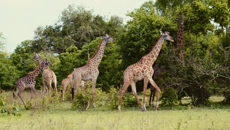 Familia-De-Jirafas-En-Un-Safari-En-Tanzania