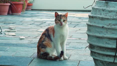 Un-Felino-De-Raza-Mixta,-Un-Gato-Atigrado-Sentado-En-Un-Pavimento-De-Piedra-Buscando-Presas,-Alguien-Con-Quien-Jugar-A-La-Sombra-Del-Patio-Trasero-Durante-Un-Claro-Día-De-Verano