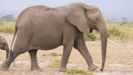 Madre-Y-Cría-De-Elefantes-Africanos-Cruzando-En-Las-Praderas-De-La-Sabana