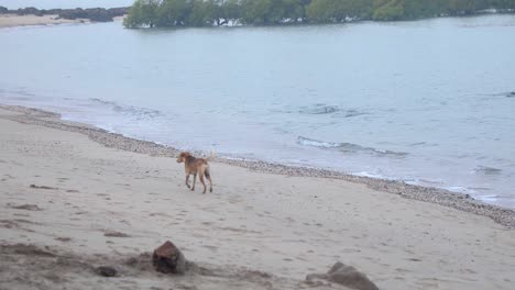 Dog-walking-on-the-beach-freely