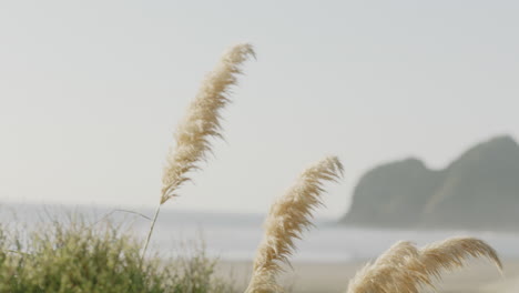 Hand-Gehaltene-Aufnahme-Mit-Fokus-Auf-Gefiedertem-Tussockgras-Oder-Bekannt-Als-Toi-Toi-Mit-Unscharfem-Bethells-Beach-In-Auckland,-Neuseeland