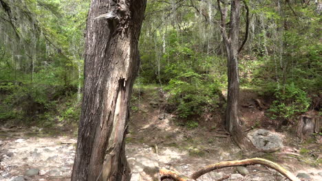 Caminando-En-Un-Bosque-Sobre-El-Río