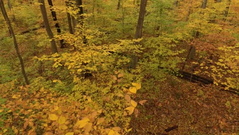 Stunning-colors-showed-in-forest-during-fall-by-drone-moving-forward-and-up