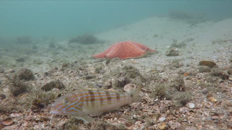 Reef-fish-on-the-sea-floor-reef-in-West-Palm-Beach,-Florida