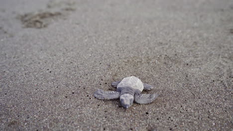 Olive-ridley-sea-turtle-is-crawling-at-the-nesting-beach-of-Ostional-Wildlife-Refuge,-Guanacaste,-Costa-Rica