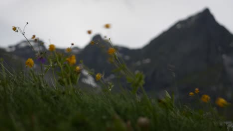 Gelbe-Blumen,-Die-Vom-Wind-Umhergewirbelt-Werden,-Mit-Einer-Beeindruckenden-Bergkette-Im-Hintergrund