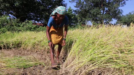 Mujer-Trabajando-En-Una-Granja,-Maharashtra.