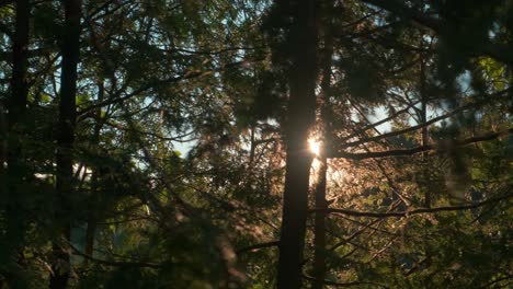 Bezauberndes-Licht,-Das-Durch-Die-Bäume-Scheint