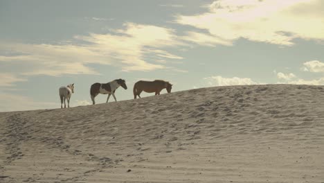 Three-horses-walking-in-the-desert